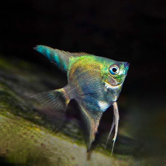 Pt.scalare   Maanvis sapphire green